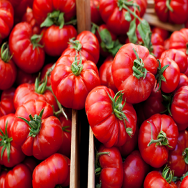 Tomato Leaf (sense)